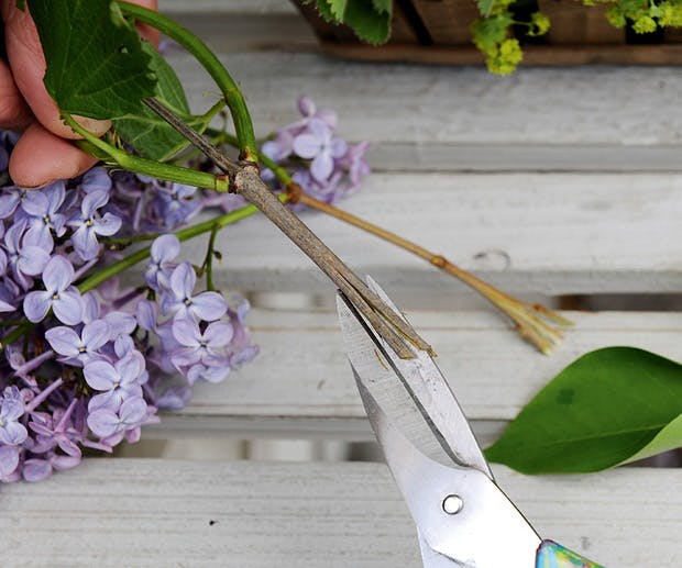 Få blomstene til å drikke Få blomstene til å drikke